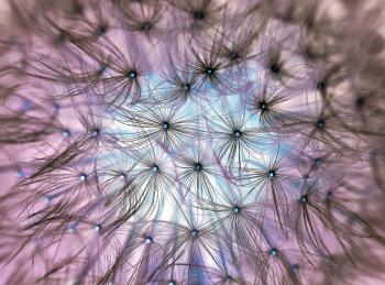 Dandelion Flower Seeing White and Blue Sky Close Up Photo