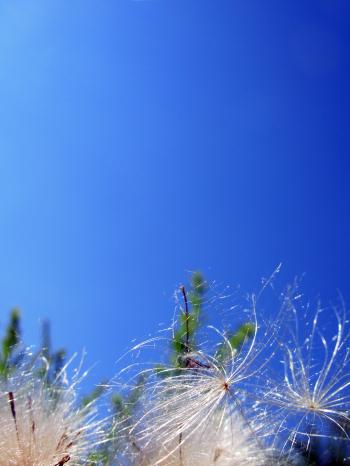 Dandelions agains a blue sky