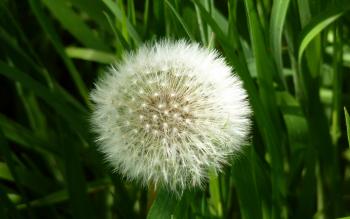 File:Dandy Lion (7268263370).jpg - Wikimedia Commons