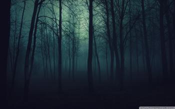 Dark Forest HD Wallpaper, Background Images