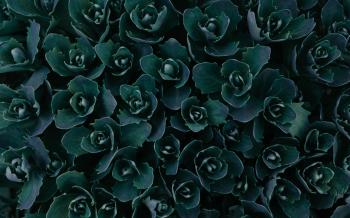 3840x2400 Dark Green Plants Abstract 5k 4k HD 4k Wallpapers, Images ...