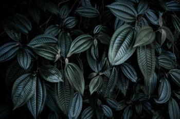 wallpaper leaves, plant, branches, dark HD : Widescreen : High ...