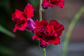 Dark red flowers