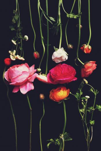 Boho Pins: Top 10 Pins of the Week - 17th October | Dark backgrounds ...