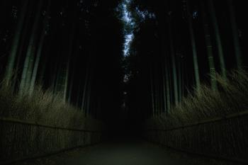 Darkness in the Bamboo Forest
