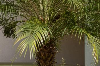 Pygmy Palm Growing ? Care For A Pygmy Date Palm Tree
