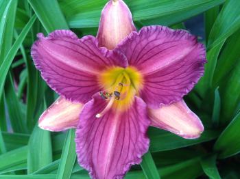 Purple De Oro Daylily - Monrovia - Purple De Oro Daylily