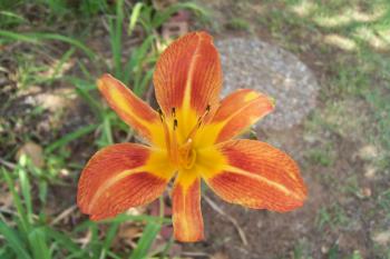 Day Lily at Moms place