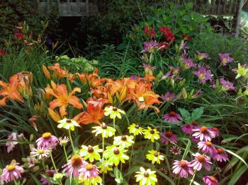 Sun Dragon Daylilies Blog: Growing Daylilies Part 1