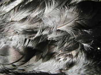Dead bird closeup