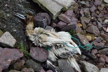 Dead bird, tangled and drowned by old rope