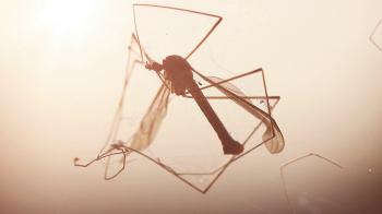 dead crane fly trapped in spider net in the evening sunshine Stock ...