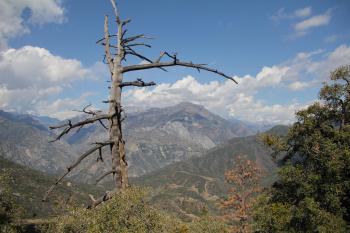 Regulations Would Allow Quick Removal of Drought-Killed Trees ...