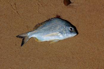 Dead Fish on Beach