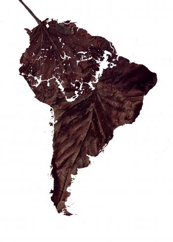 Dead leaf | Christopher Scott