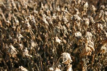 Dry dead plant | Christopher Bradshaw Photography