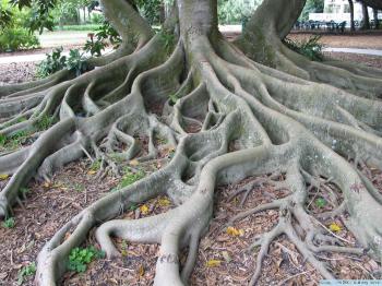 Vaporooter Australia » tree roots in pipes