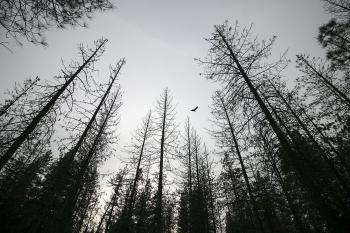 27 million more dead trees identified in California