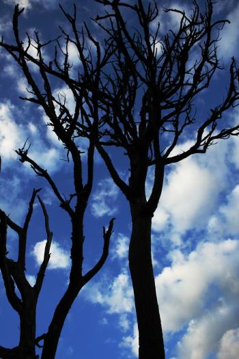 Dead Trees Under White Cloudy Blue Sky
