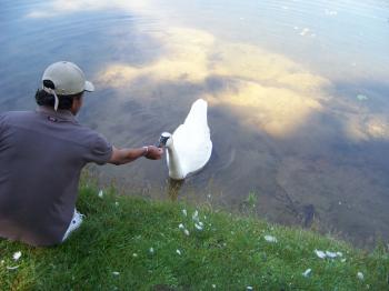 Dear Swan, Are you hungy?