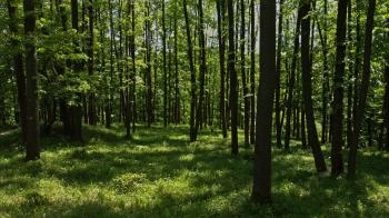 Spring in a deciduous forest with young green leaves and lush grass ...