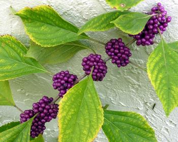 My Florida Backyard: Deep Purple