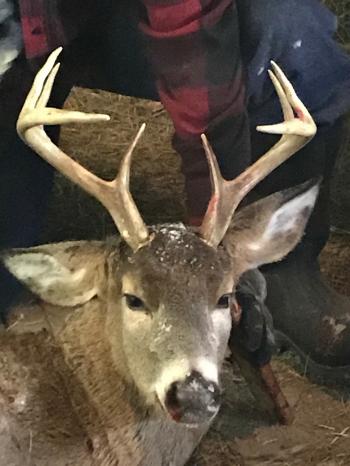 DEC 2017 deer hunting summary: Where were the most killed in Upstate ...