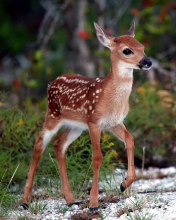 Key West The Newspaper - Refuge Manager: Key Deer Screwworm Threat ...