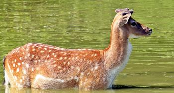 Deer Closeup