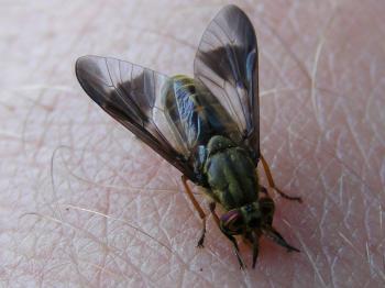 Random Insect: Deer fly | The Life of Your Time