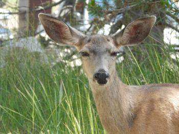 PsBattle: Death-stare deer is not amused : photoshopbattles
