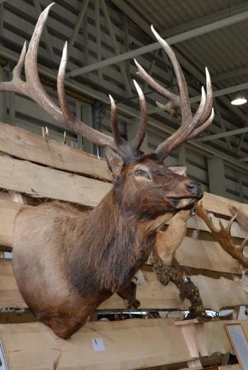 Deer trophy head