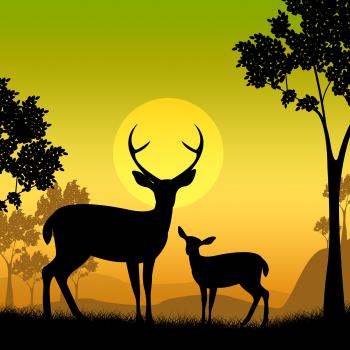 Deer Wildlife Indicates Safari Animals And Evening