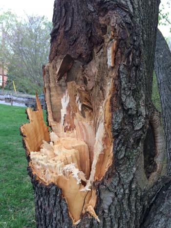 Tree damage caused by wind - Ask an Expert