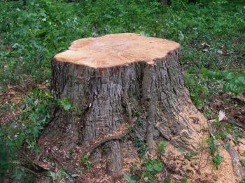 JSH's Visual Slushpile: Freshly Cut Stump