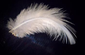 DELICATE SHOTS - Viking Cues Tip of the Week with Mike Roque, author ...
