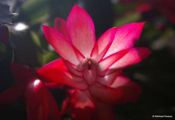 Delicate Flower | Mike's Look at Life