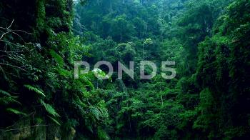 Bushy vegetation of shady woods. Dense thicket of exotic green ...