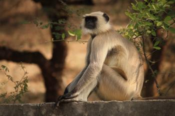 Depth of Field of Gray Langur Sitting on Gray Concrete Surface Near Green Leaf Plant