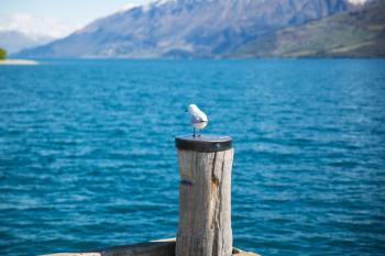 Depth of Field Photography of White Gull on Top of Brown Wooden Pole in Front of Body of Water