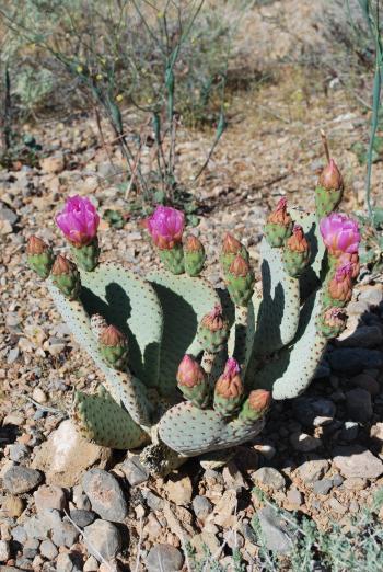 Desert flower cactus
