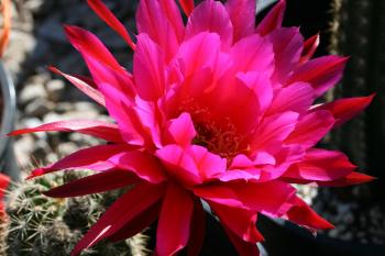 Flowers in the Desert | Rhapsody in Books Weblog