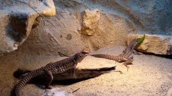 Desert iguana feeding - YouTube