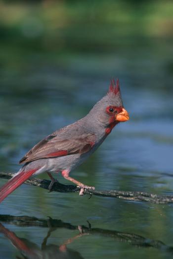 Dessert Cardinal