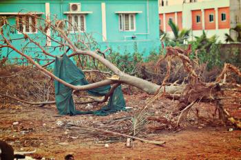 File:A destructed tree.jpg - Wikimedia Commons