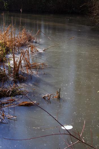 Detail frozen pond
