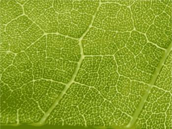 Maple Leaf Close-up - texture Icons PNG - Free PNG and Icons Downloads