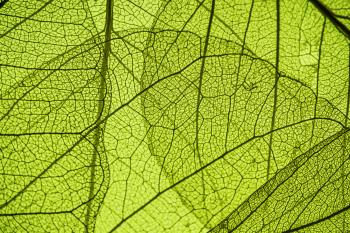 green leaf texture - in detail - Colorado Mental Wellness Network