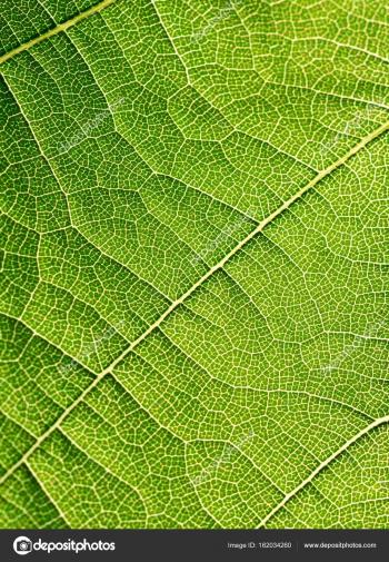 Grape leaves texture leaf background macro green light closeup ...
