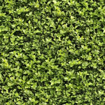 High Resolution Seamless Textures: Leaf Textures